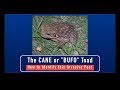 Cane Toads - How to Identify This Invasive Pest