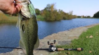 Spinnerbait Feeding Frenzy
