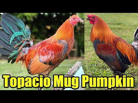 Beautiful Black McRae Topacio Mug Pumpkin - RCP FARM Roger Tabac