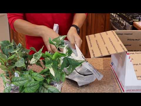 Steve's Leaves houseplant haul/unboxing (Houseplant Apothecary)