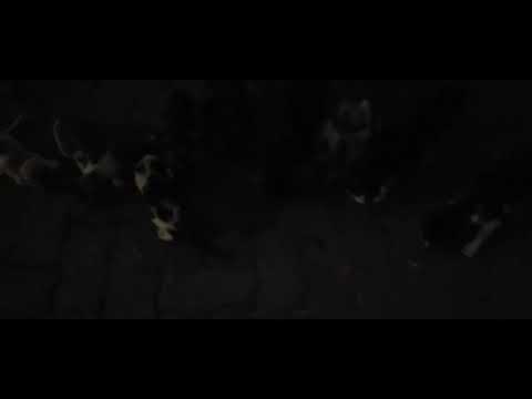 # cat feeding video 😍 😻 # Feedthestrays 123Shabeena # Follow # Subscribe.