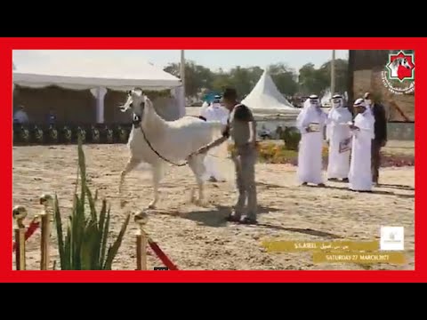 Al Dhafra Arabian Horse Championship2021-Day5-Class 10A Stallions 7Years & Older SecA -S. S. Aseel
