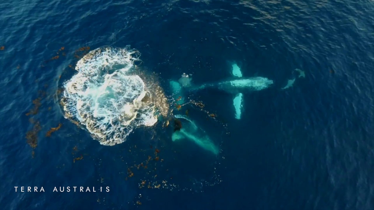 PH 9+ Huge Humpback Whales play with dolphins