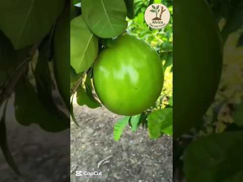 থাই বেলের কলম তৈরি হয়ে গেলে কিভাবে জৈব সার যুক্ত মাটি সহ চারাগাছটি অন্য পাত্রে  রোপণ করবেন