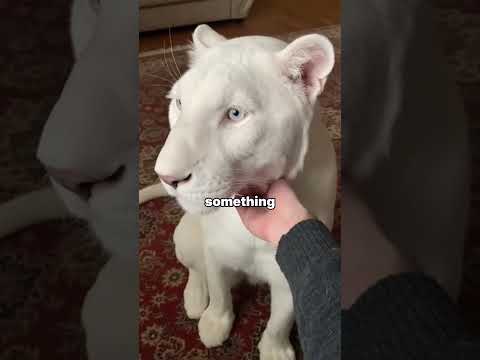 I Found a White Panther Cub Abandoned By His Mother. The Vet Told Me Why