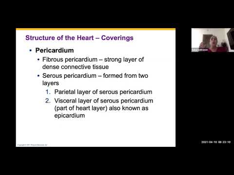 Cardiovascular Anatomy