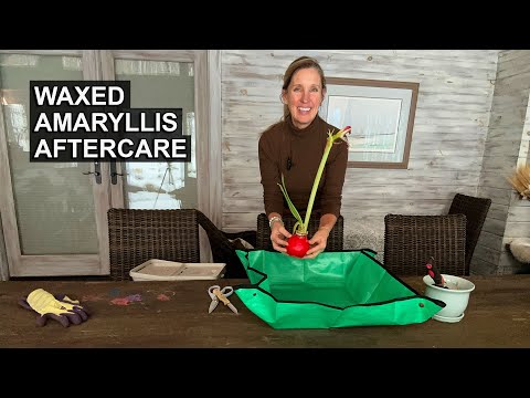 Waxed Amaryllis Aftercare | Tips for Reblooming Amaryllis
