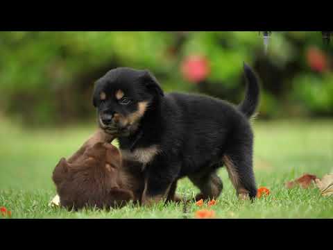 ALEX HOOK FEAT.SHYAM~LOST IN THE BETWEEN