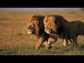 Lions Hunting A Buffalo In Serengeti NP Tanzania Amazing Planet