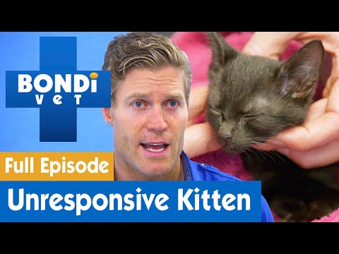 🐱 Kitten Arrives Unconscious from Accident  | FULL EPISODE | S8E12 | Bondi Vet