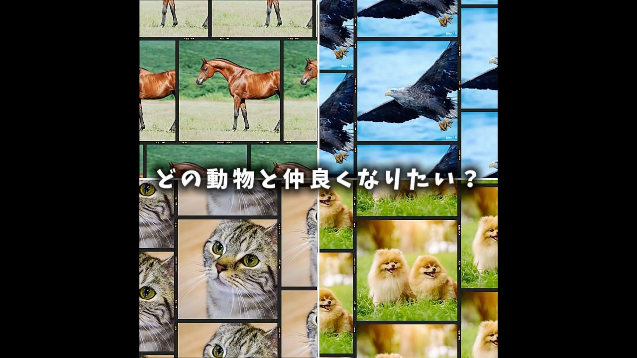 どの動物と仲良くなりたい？#馬 #たか #犬 #猫