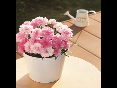 フェザーカーネーション 植物