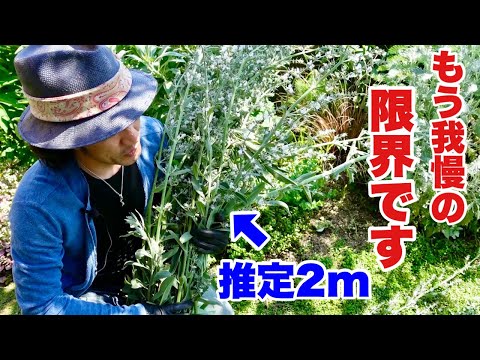 ホワイトセージ 植物