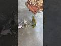 Don T Worry Everything Is Fine Budgiesbaby Lovebird Budgieslife Parrot Budgiesegg Birdlover