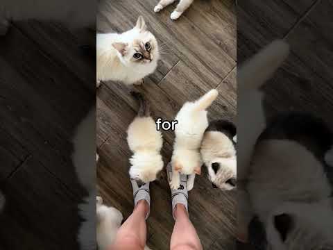 #fyp #funny #podcast