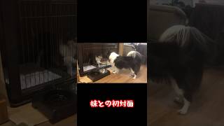 兄犬、妹ラフコリーとの初対面　#シェルティ #シェルティのいる生活 #コリー #名犬ラッシー #大型犬との暮らし #子犬お迎え