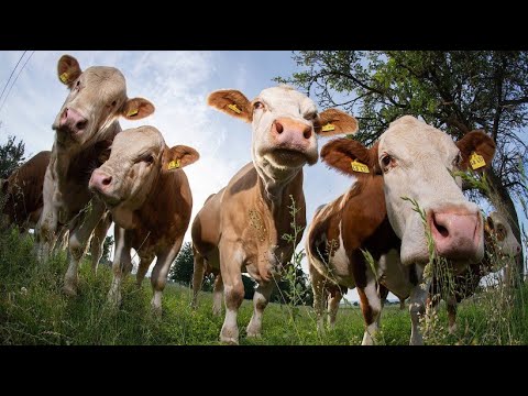 Sweden: The Call of the Cows