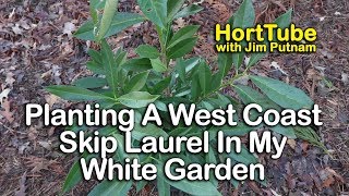 How to grow West Coast Skip Laurel - Upright English Laurel