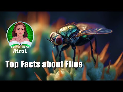 Purpose of a Fly | Stunning Facts about Flies | Interesting Facts about Flies #flies