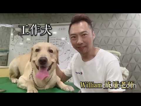 拉布拉多犬 Labrador Retriever