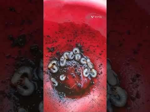 堆肥の中に大きな白い虫がいるのはなぜですか?ケトインかコガネムシの幼虫?  庭園