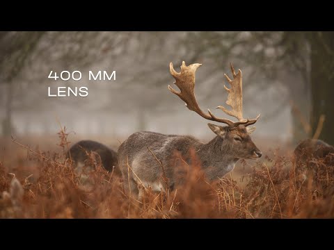 Wildlife photography in London with Canon EF 100-400 mm lens