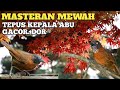 AUDIO SUPER JERNIH MASTERAN BURUNG TEPUS KEPALA ABU GACOR PALING DI CARI