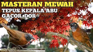 Download lagu AUDIO SUPER JERNIH MASTERAN BURUNG TEPUS KEPALA ABU GACOR PALING DI CARI mp3 Download lagu AUDIO SUPER JERNIH MASTERAN BURUNG TEPUS KEPALA ABU GACOR PALING DI CARI mp3