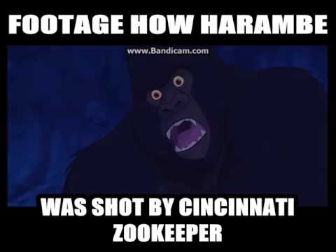 Harambe