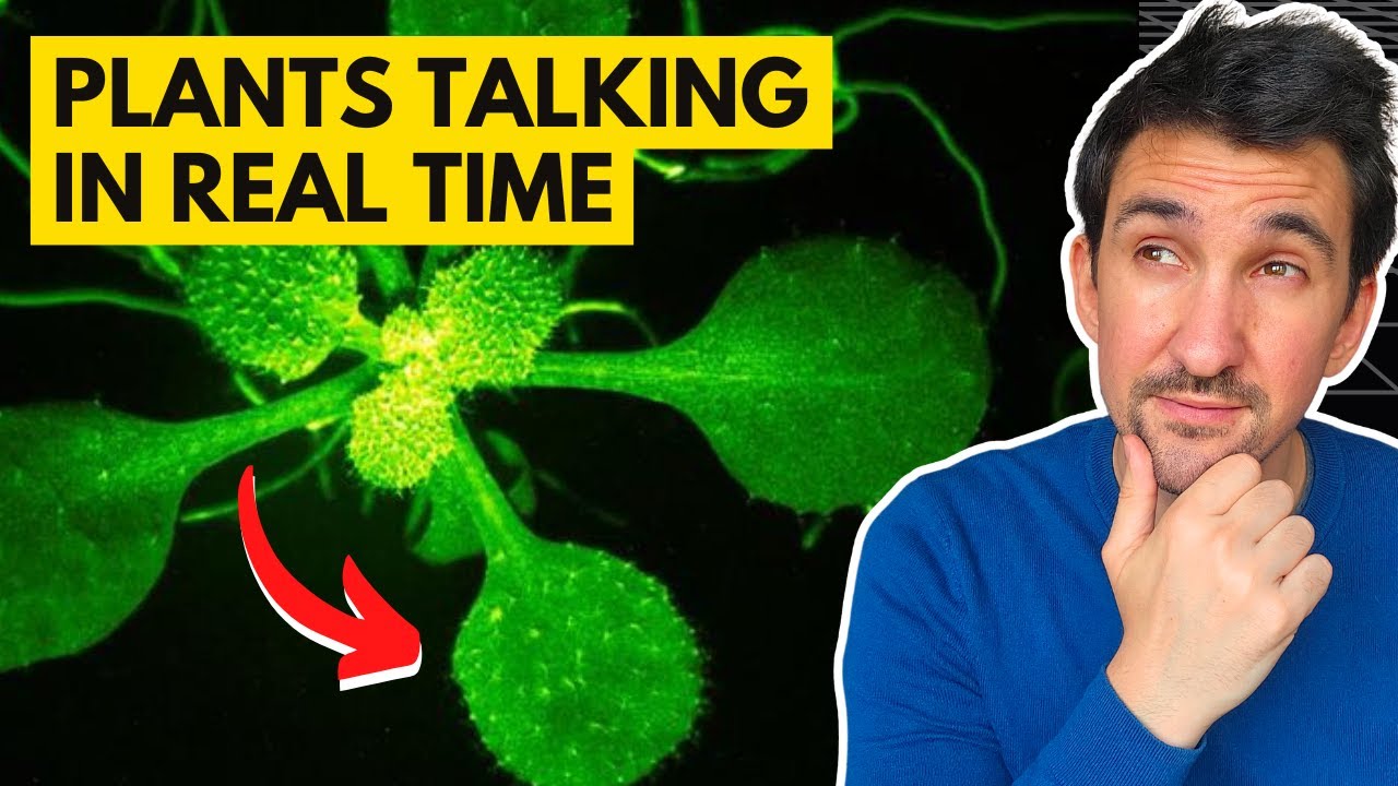 Mind-Blowing Footage Reveals Secret Language of Plants