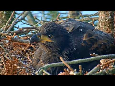 Smola Norway Eagle Cam ~ Introducing Elida ~ Smola's Female Eaglet 6.21.18