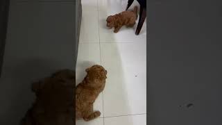 Toy Poodle Puppies Videos