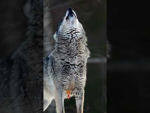 Wolf Howl | wolf howling at the moon