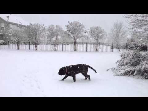 Radcliffe Rex 021314 Snow