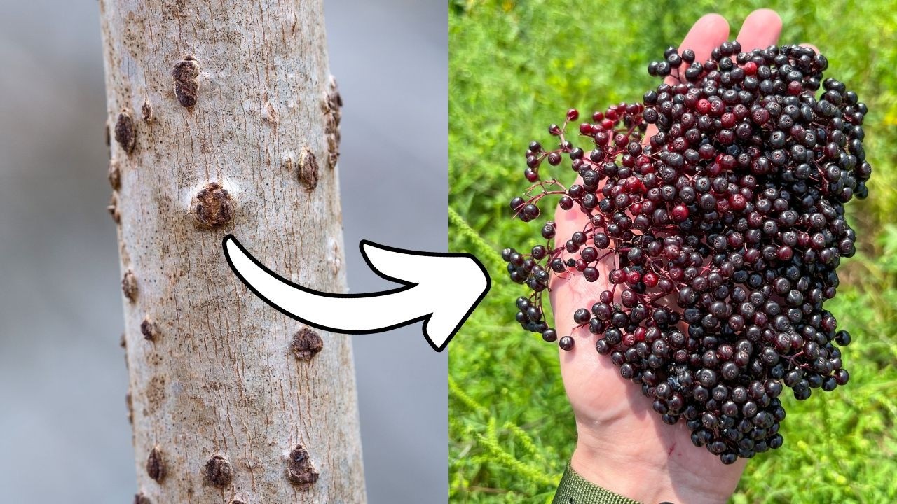 These Strange Spots Reveal an Incredible Wild Fruit