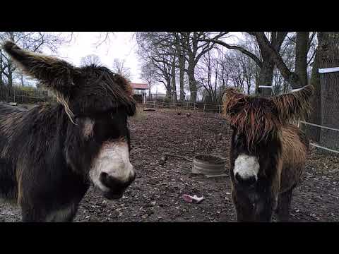 Gespräch unter Freunden - wenn Esel rufen . . .