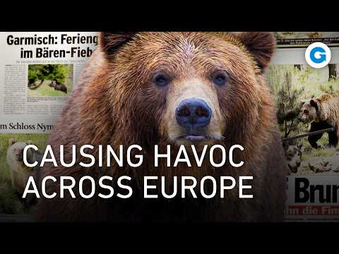 From Switzerland to Romania: Europe's Wild Predators Are ...
