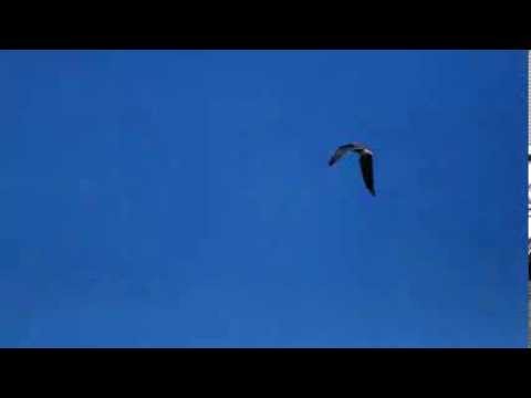 Lihiniyeku Athe Dupathata Obe - ලිහිණියෙකු අතේ දූපතට ඔබේ