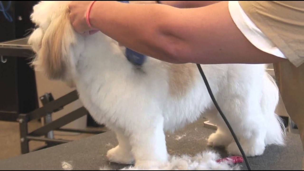 How to Use Clippers when Grooming a Shaggy-Haired Dog : Dog Grooming