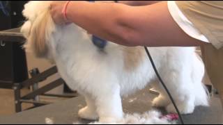 How to Use Clippers when Grooming a Shaggy-Haired Dog : Dog Grooming