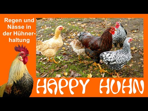 , title : 'E176 Regen und Nässe in der Hühnerhaltung, Tipps für Regentage - HAPPY HUHN - Heilkräuter für Hühner'
