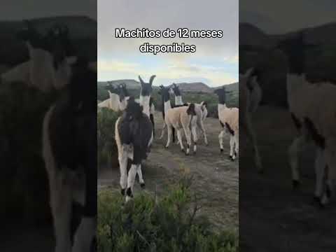 machitos de 10 a 12 meses disponibles aquí en #curahuara_de_carangas #Oruro #Bolivia