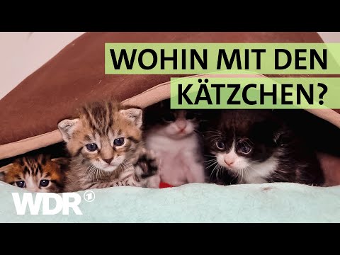 Kein Platz mehr für ausgesetzte Katzen im Tierheim Duisburg | S03/E02 | Hallo Tierheim | WDR