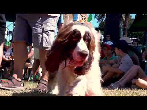 St. Patrick's Festival, St Kilda