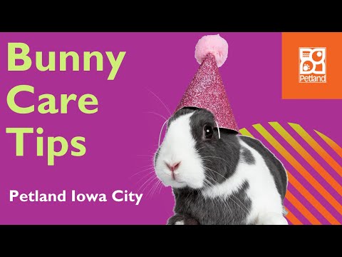Tips For Bunny Care