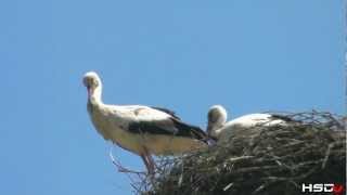 preview picture of video 'barza / storks from Crainimat'