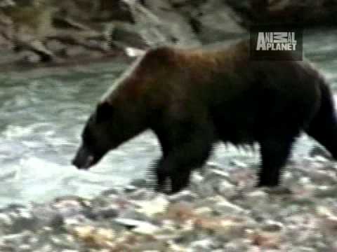 Untamed and Uncut - Grizzly Bear Battle