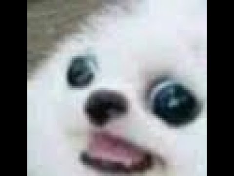 We aint forgot the melody, Montage humble B) | Paladins