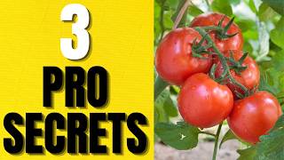 3 PRO SECRETS TOMATO GROWERS DON'T REVEAL | CHANGE HOW YOU GROW