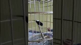 Download lagu Murai batu gacor gaya sujud || Paling dicari pecinta murai mp3 Download lagu Murai batu gacor gaya sujud || Paling dicari pecinta murai mp3